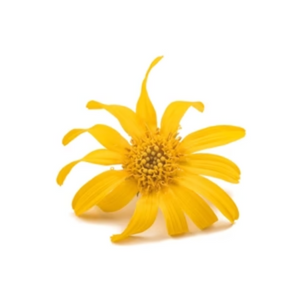 NovaRX® MagniSooth Nerve Therapy Roll On